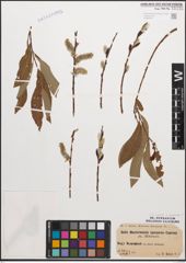 Foto von Salix caprea L. x Salix purpurea L.